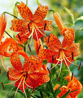 50PCS Orange Tiger Lily Seeds Rare Bloom Flower Seeds Heirloom
