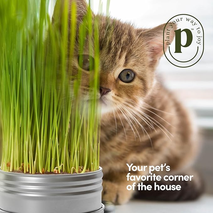 Cat Grass for Indoor Cats Kit - 3 Complete Growing Organic Planter Kits - Grow Your Own Cat Grass - Organic Plant Seeds - Pet Health Supplies Stuff - Gift for Pet Lover