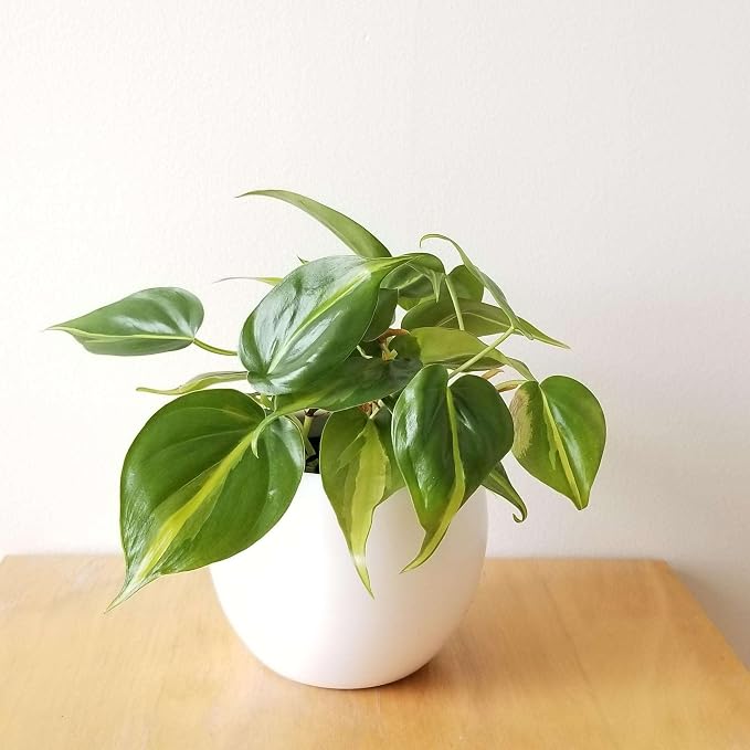 Philodendron Hederaceum Brasil Live Plant for Indoor | Different Houseplants in 4'' & 6'' Pot | Real House Plant for Living Room, Office, Desk & Bathroom | Cordatum