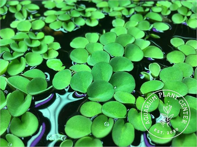 Asian Watermoss, Salvinia cucullata, Live Aquarium/Aquatic/Freshwater/Floating/Pond Plant, Planted Tank, Aquascaping by Aquarium Plant Center (24 Plants)