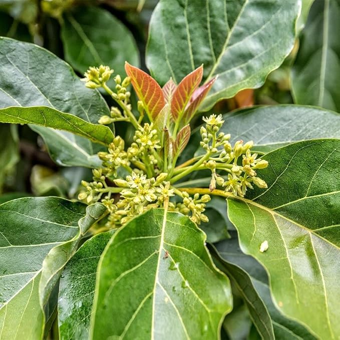 Brighter Blooms - Cold Hardy Avocado Tree, 3-4 ft. - No Shipping to AK, AZ, HI, OR