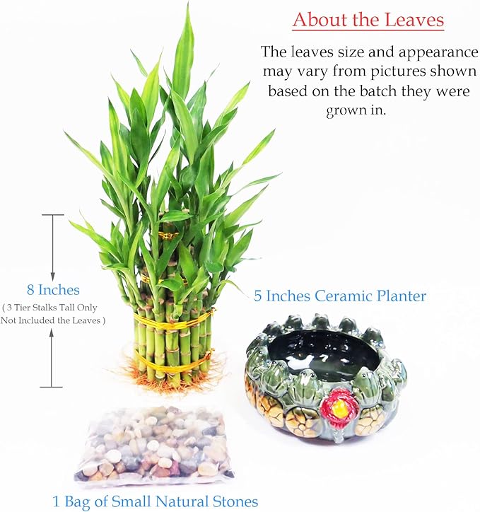 Athena’s Garden Lucky Bamboo Indoor Live Plant 3 Tier Tower Fresh Plant in Ceramic Planter (Flower Frog)