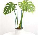 10 Pack Monstera Support Indoor Plant Support Stakes for Large Plants and Climbing Vines | Plant Supports for Outdoor and Indoor Use | Ideal Garden Flower Stem Holder Trellis for Plant Lovers