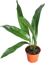 Aspidistra Elatior 'Milky Way' - 4" from California Tropicals