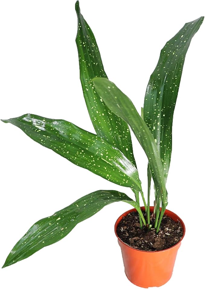 Aspidistra Elatior 'Milky Way' - 4" from California Tropicals
