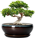 SQOWL Bonsai Planter 12 Inch - Ceramic Succulent Pots Large, Round Shallow Plant Pots Indoor with Drainage Hole and Saucer, Bowl Planter Outdoor for Flower, Room Decor, Housewarming Gifts, Blue-Brown