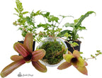 Josh's Frogs Dart Frog Vivarium Bioactive Plant Kits (10 Gallon)