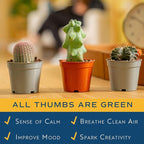 Costa Farms Desert Escape Assorted Variety Rare Cacti Live Plant in Grower Pot, Easy‑Care Indoor Cactus & Succulent, Houseplant for Room Décor, House Warming or Birthday Gift, 3-5 Inches, Pack of 3