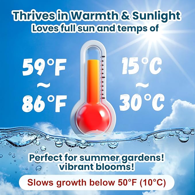 Lotus Seeds for Planting in Water – 160 PCS Mixed Bowl Lotus Seeds, Water Lily & Water Plants for Ponds, Live Pond Plants for Outdoor Ponds, Floating Pond Plants – Indoor Bonsai, Garden, Koi Pond