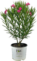 Hardy Oleander - Evergreen Flowering Landscape Plants (Austin Pretty Limits Oleander - 3 gal)