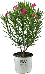 Hardy Oleander - Evergreen Flowering Landscape Plants (Austin Pretty Limits Oleander - 3 gal)