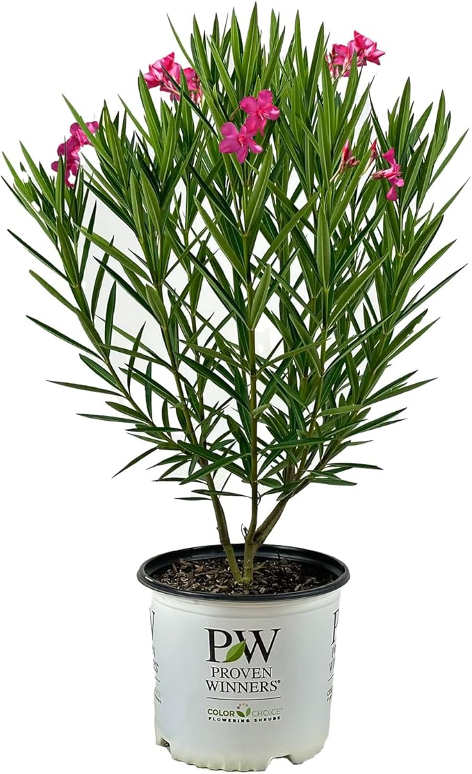Hardy Oleander - Evergreen Flowering Landscape Plants (Austin Pretty Limits Oleander - 3 gal)
