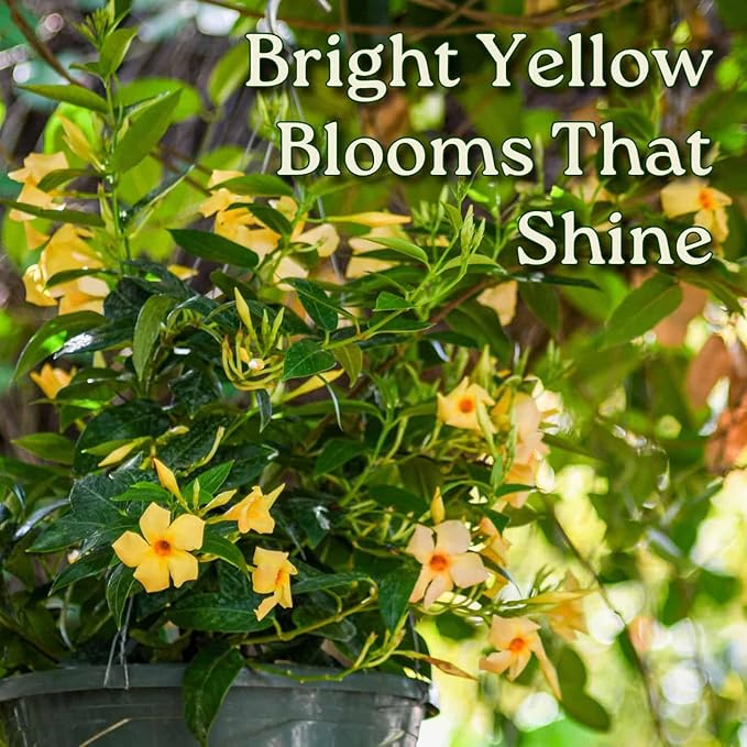 Tropical Plants of Florida Yellow Dipladenia Hanging Basket 12 Inch Live Flowering Plant, 14 Inch Wide by 18 Inch Tall, Bright Yellow Patio Porch Balcony Blooms