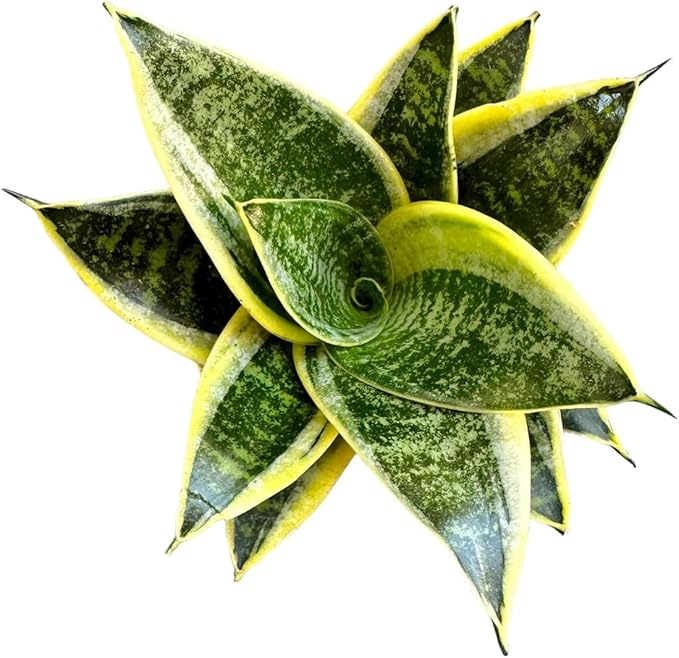Snake Plant, Sansevieria, Live Indoor Plant, Easy Care, Air Purifying Plant, 4 inch Pot (Ocean Star)
