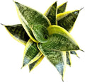 Snake Plant, Sansevieria, Live Indoor Plant, Easy Care, Air Purifying Plant, 4 inch Pot (Ocean Star)