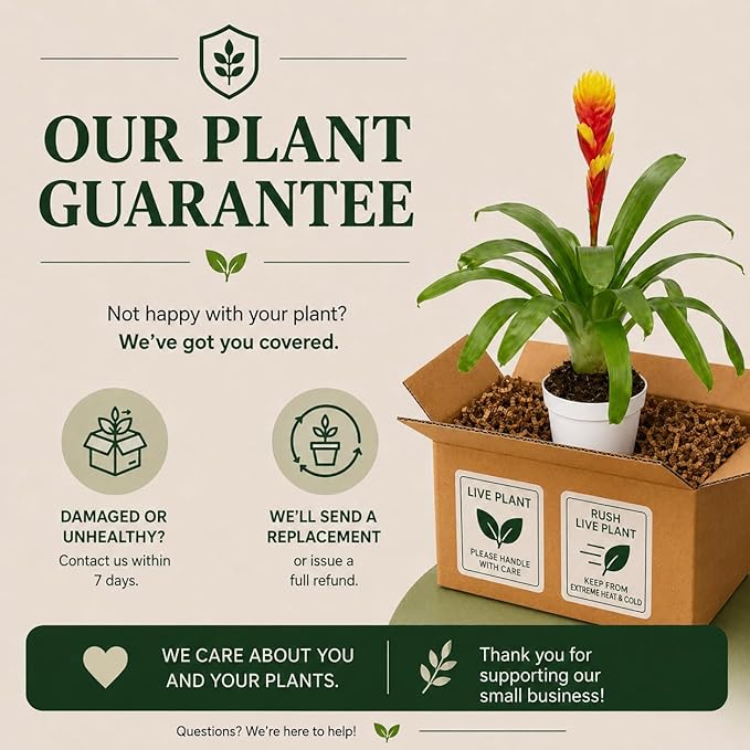 Bromeliad Tosca Live Plant with Flower, Bromeliads Live Plant, Flowering Indoor Plants, Perfect Mothers Day Plants Gift, Colorful Live Plants