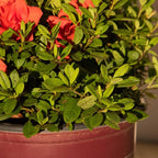 Encore Azalea Autumn Embers (3 Gallon) Red - Orange Flowering Shrub - Full Sun Live Outdoor Plant