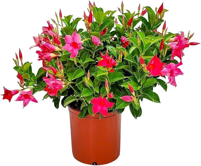 Dipladenia Bush Flower Plant - Pink Flowers Live Plant - Overall Height 22" to 26" - Tropical Plants of Florida (Plant Only)