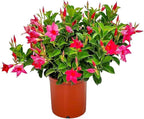 Dipladenia Bush Flower Plant - Pink Flowers Live Plant - Overall Height 22" to 26" - Tropical Plants of Florida (Plant Only)