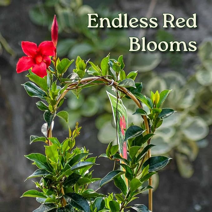 Pretty Red Live Dipladenia Plant - Live Flowering Plant - Trellis - 18" Hoop, 18" to 20" Overall Height - 1 Gallon Planter - Tropical Plants of Florida (Plant Only)