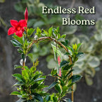 Pretty Red Live Dipladenia Plant - Live Flowering Plant - Trellis - 18" Hoop, 18" to 20" Overall Height - 1 Gallon Planter - Tropical Plants of Florida (Plant Only)