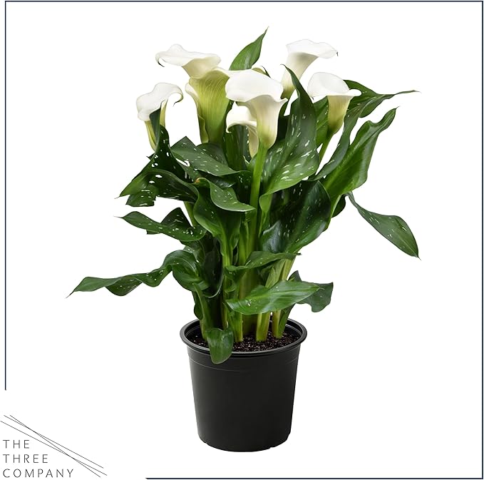 Live Flowering Calla Lily (2 Plants Per Pack) - White, 3+ Blooms - Beautiful Spring Perennial - 12" Tall by 5" Wide in 1 Qt Pot