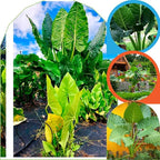 2 Green Giant Taro Alocasia Plants Live Houseplant for Indoor Outdoor Growing, 4 to 8 Inches Tall, Rare and Hardy