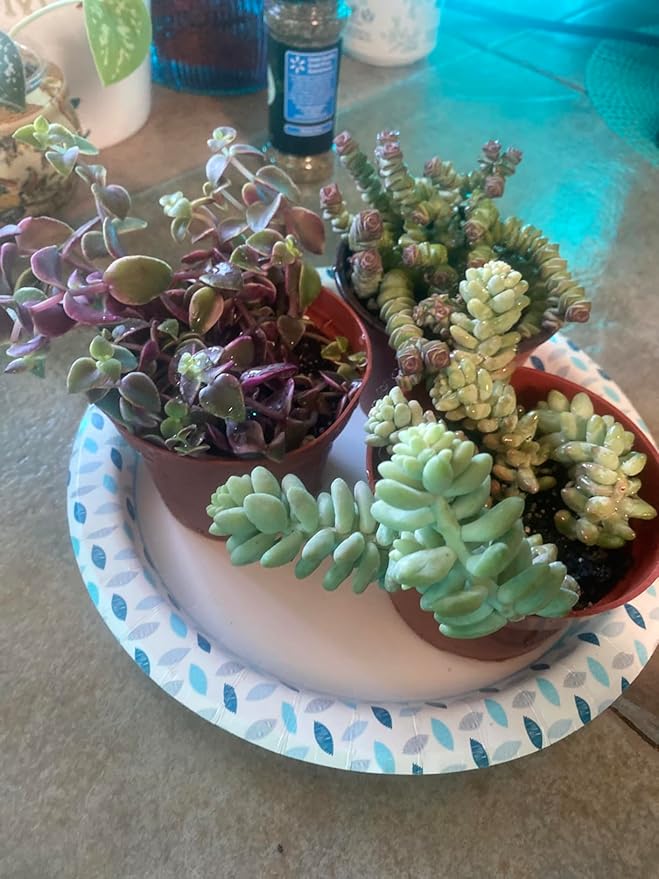 Sprout N Green Calico Kitten, Live Succulent Crassula Pellucida Variegata Fully Rooted in 4" Pot, Trailing Plant for Home Holiday Wedding Garden Hanging Decor, DIY Projects, Party Favor, Pet Friendly