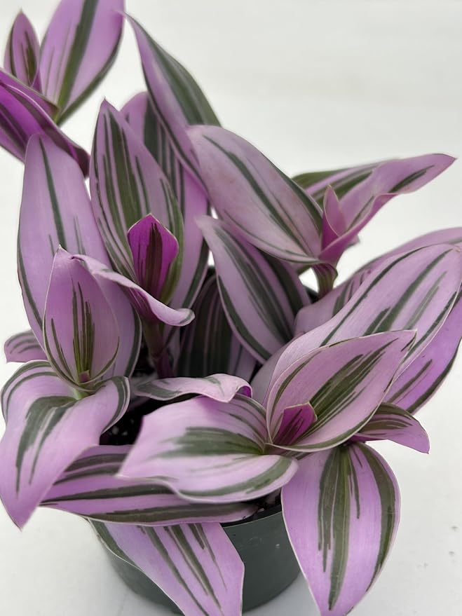 Live Tradescantia Nanouk Succulent Plant, Purple and Green Variegated Foliage, Fully Rooted in 4 Inch Pot with Soil, Indoor Home and Office Decor