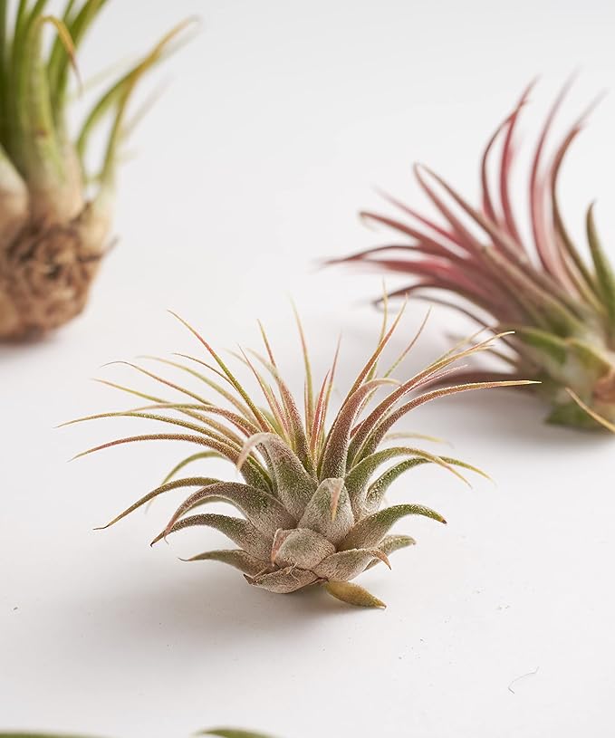 Shop Succulents | Assorted Collection | Variety of Species, Tropical House Plant for Home Décor, DIY Terrariums, 75-Pack