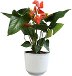 Orange Anthurium Live Plant Decor (Approx. 16-19" Tall), Real Flowers/House Plants in 6" White Pot, Floral Air Purifying Houseplants, Cool & Unique Gifts by Plants for Pets