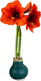 Waxed Amaryllis Bulb – Green Wax with Red Blooms – Live Holiday Gift Plant, Easy Care, No Watering Needed