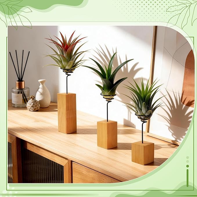 3 Pack Air Plant Holder with Wooden Base, Metal Spiral Tillandsia Stands for Desktop Shelf Display, Decorative 3 Sizes Air Plant Holder for Home Office and Housewarming Gift
