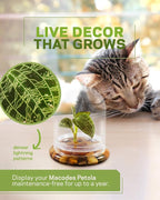 Bloomify Jewel Orchid [Macodes sanderiana/petola] Live Orchid in Self-Sustaining Ecosystem, 100% Maintenance Free Healthy Terrarium Plants Guarantee, Office and Home Decor (M. petola Without Moss)