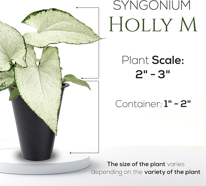 Syngonium Plant Collection (4 Pack) Live Starter Plants, Batik, Holly M, Milk Confetti, Neon Robusta, Rare Indoor Houseplants, Easy Care Arrowhead Vine Plants Live