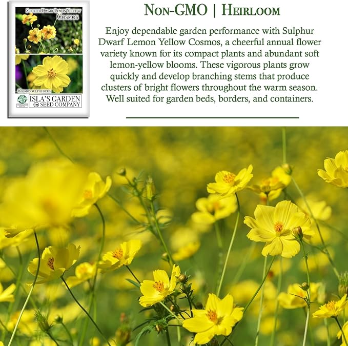 Lemon Yellow Sulphur Dwarf Cosmos Seeds (Cosmos sulphureus) – 100+ Heirloom Non-GMO Seeds by Isla’s Garden Seeds, Soft Yellow Compact Blooms, Pollinator-Friendly Summer Flowers for Beds & Containers
