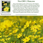 Lemon Yellow Sulphur Dwarf Cosmos Seeds (Cosmos sulphureus) – 100+ Heirloom Non-GMO Seeds by Isla’s Garden Seeds, Soft Yellow Compact Blooms, Pollinator-Friendly Summer Flowers for Beds & Containers