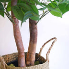 BLAINE | Ficus 71in | Decorative Artificial Plants | Large Artificial Plant | Artificial Plants for Indoor/Outdoor use | Realistic Decorative Artificial Plant for Home