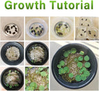 60pcs Mix Bonsai Lotus Seeds for Planting in Water Bowl Lotus Seed Water Lilys Flower Plant for Ponds and Gardens