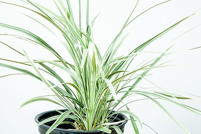 Aztec Grass - Size: 1 Gallon, Live Plant, Includes Special Blend Fertilizer & Planting Guide