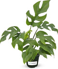 Mini Monstera 'Ginny' Live House Plant in 4" Pot – Rhaphidophora Tetrasperma | Live Rare Houseplant with Split Leaves | Easy to Grow Indoor Vine for Home & Office Décor - JitoHouse
