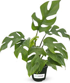 Mini Monstera 'Ginny' Live House Plant in 4" Pot – Rhaphidophora Tetrasperma | Live Rare Houseplant with Split Leaves | Easy to Grow Indoor Vine for Home & Office Décor - JitoHouse