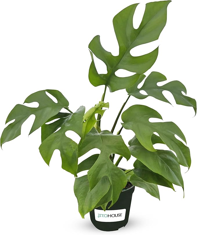 Mini Monstera 'Ginny' Live House Plant in 4" Pot – Rhaphidophora Tetrasperma | Live Rare Houseplant with Split Leaves | Easy to Grow Indoor Vine for Home & Office Décor - JitoHouse