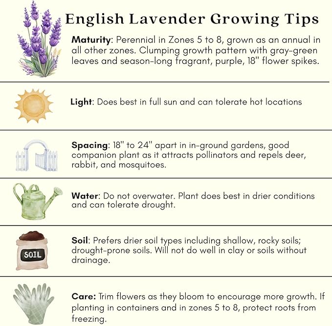 Clovers Garden English Lavender (Lavandula) Hidcote Blue Plants – Two (2) Live Plants – Non-GMO - Not Seeds - Each 4" to 8" Tall – in 4" Inch Pots - Compact Growth