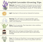 Clovers Garden English Lavender (Lavandula) Hidcote Blue Plants – Two (2) Live Plants – Non-GMO - Not Seeds - Each 4" to 8" Tall – in 4" Inch Pots - Compact Growth