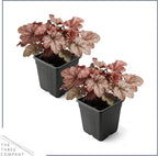 Live Heuchera Coral Bells 2-Pack – Peach Parfait – Shade Perennial Foliage Plant, 10” Tall, 1 Qt Pot