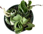 Hoya Plants Live Houseplants - Two 4" Pots Variety Assortment - 2 Pack Live Hoya Plants - Pet Friendly Plants - Air Purifying Plants - CA Seller (Pack of 2 Hoya Plants)