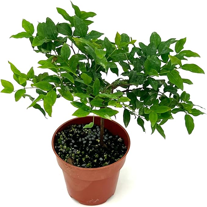 ragnaroc Live Fruit Trees – Plinia cauliflora Jaboticaba 9-12” Tall in 4” Pot - 1ct - Color When Flowering Red, Bonsai - Live Arrival Guaranteed - House Plants for Home Decor