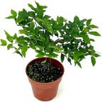 ragnaroc Live Fruit Trees – Plinia cauliflora Jaboticaba 9-12” Tall in 4” Pot - 1ct - Color When Flowering Red, Bonsai - Live Arrival Guaranteed - House Plants for Home Decor
