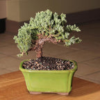 Brussel's Bonsai - Live Green Mound Juniper Bonsai Tree, Outdoor Bonsai Tree Live Plant in Decorative Container, 3 Years Old, 4-6 Inches Tall, Easy Care Bonsai (Small)